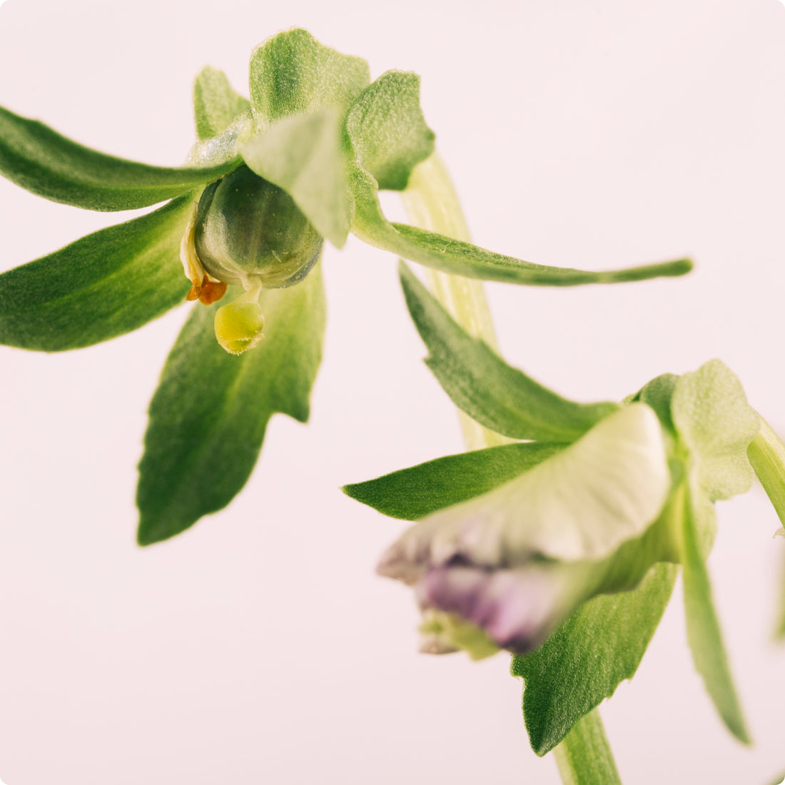 Allantoin