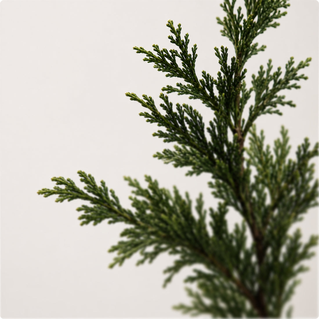 Hinoki