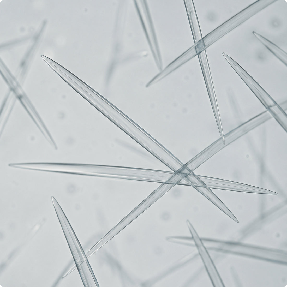 Spicule