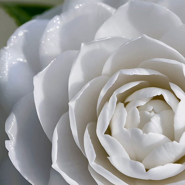 Camellia Flower Extract