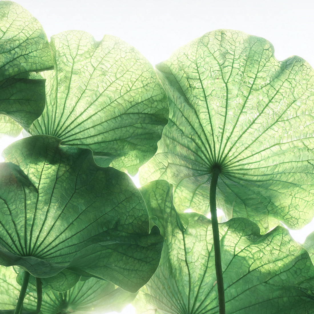 Centella Asiatica