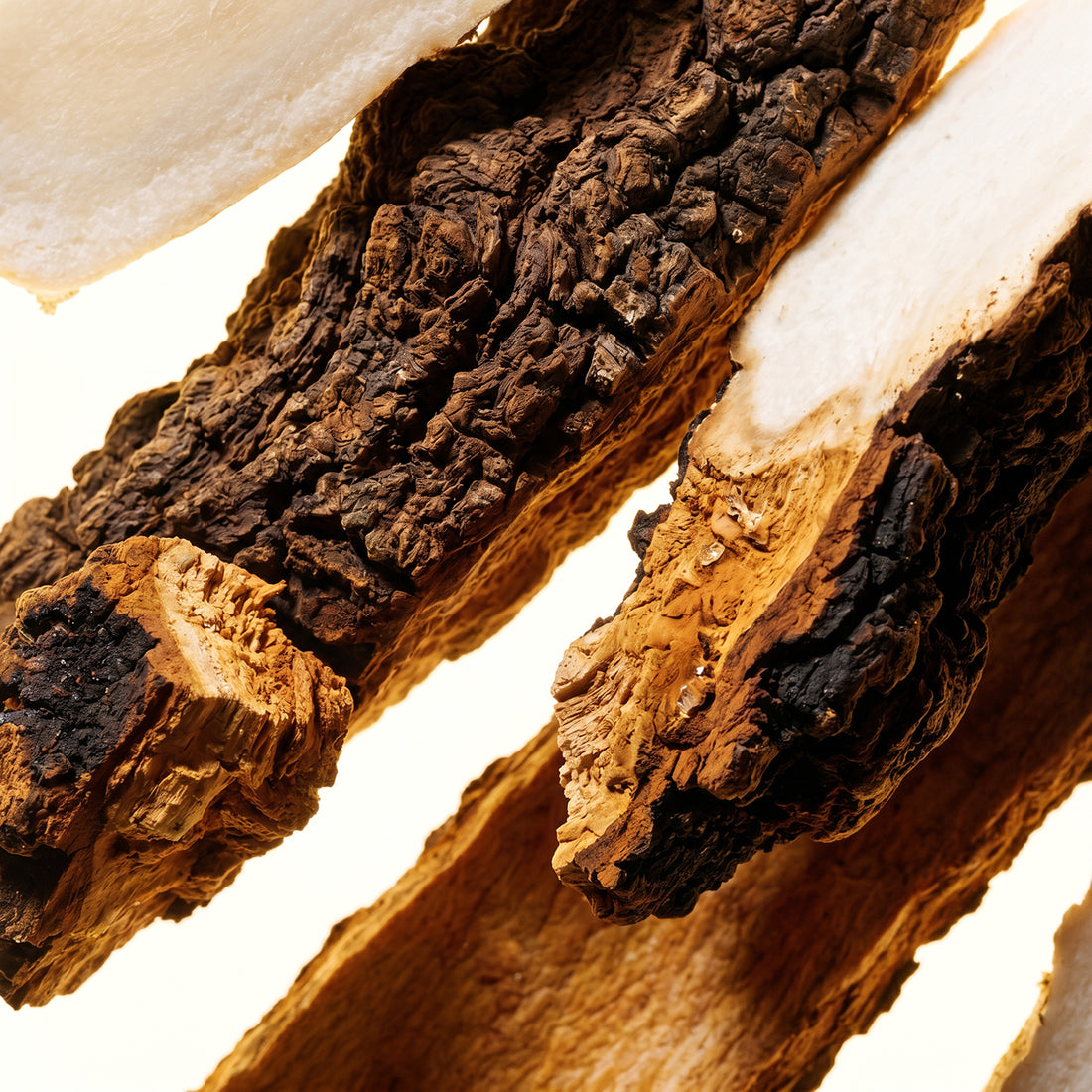 Chaga Mushroom