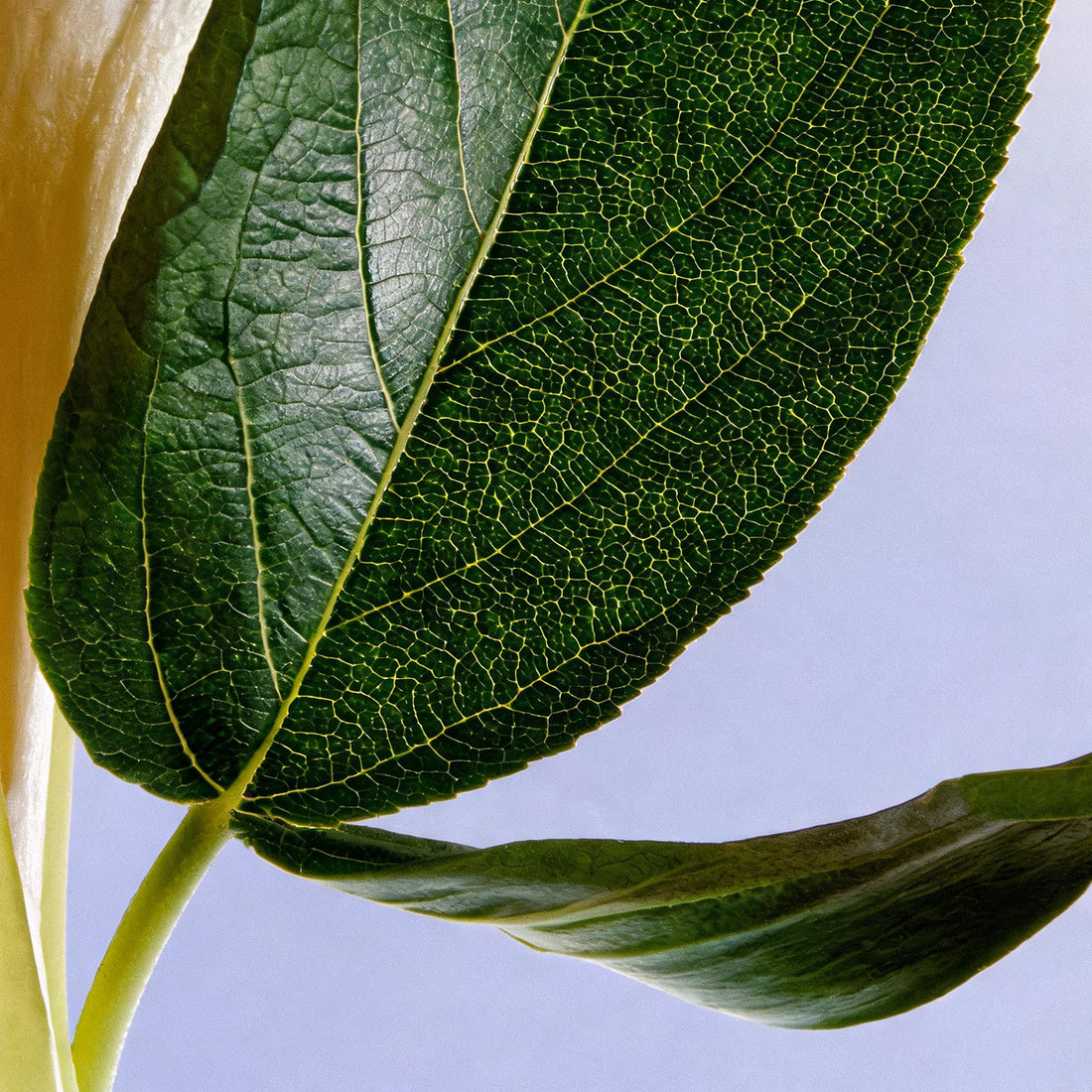 Quience leaf Extract