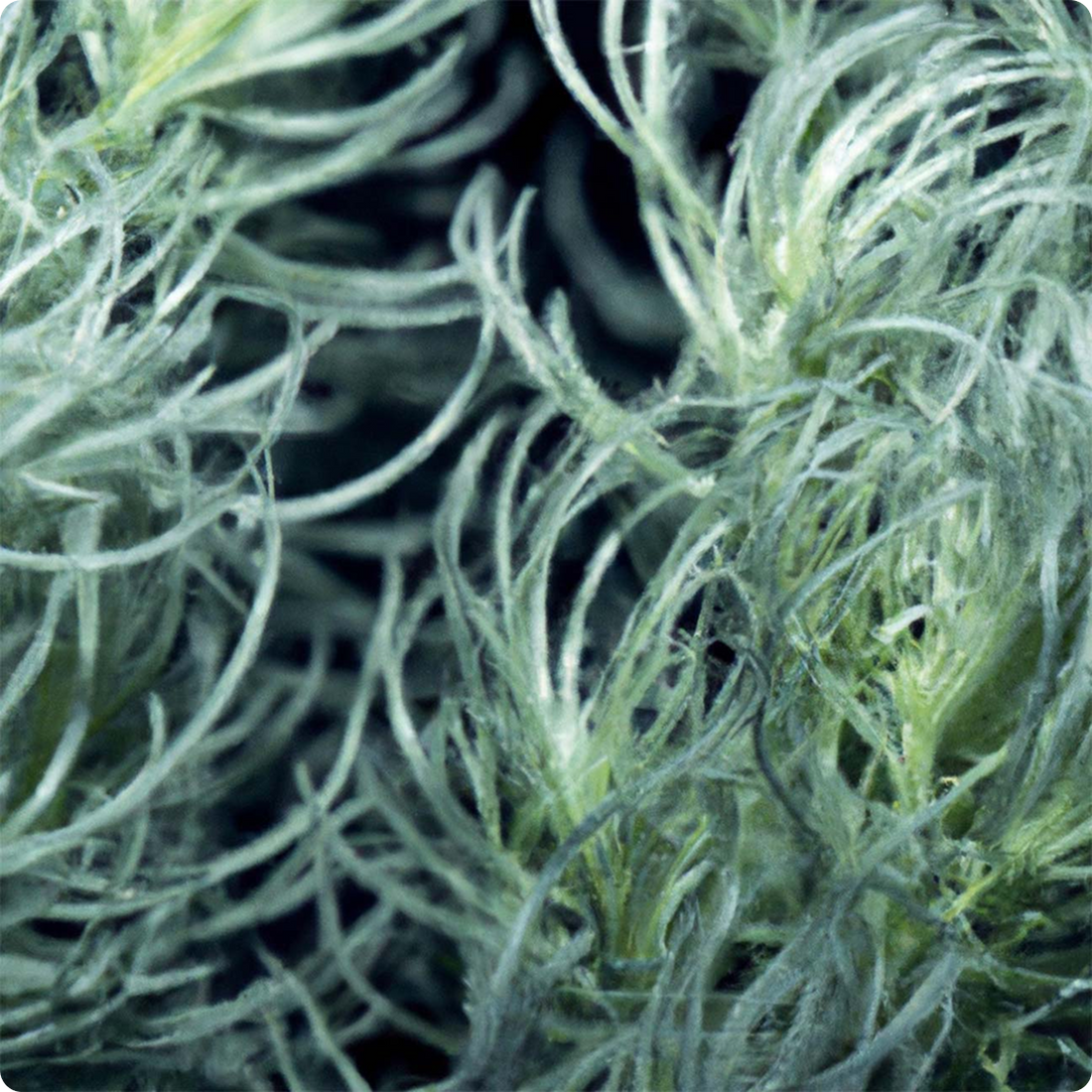 Jeju Artemisia Capillaris Extract G-MIJ(H)