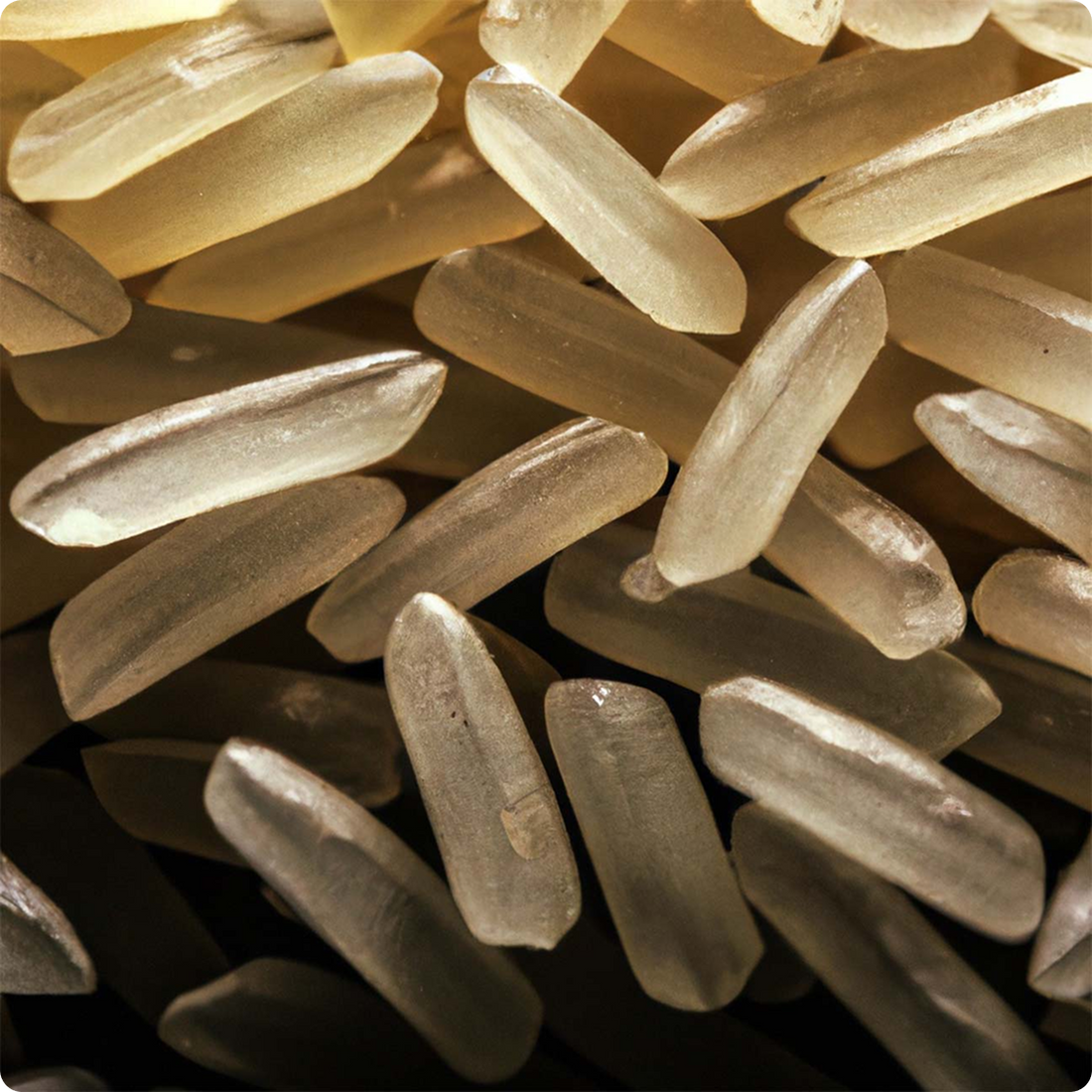 Jeju Oryza Sativa (Rice) Extract G-MIJ