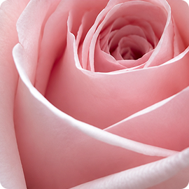 ROSE WOOD
