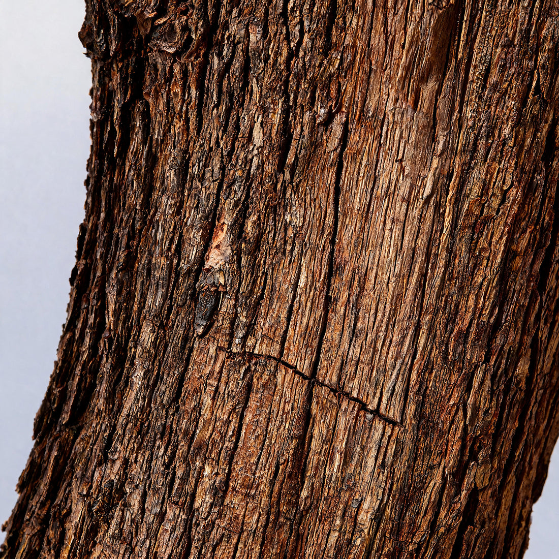 Willow Bark